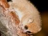 Mouse Lemur
